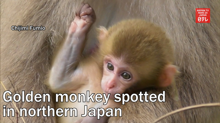 Golden monkey spotted in northern Japan