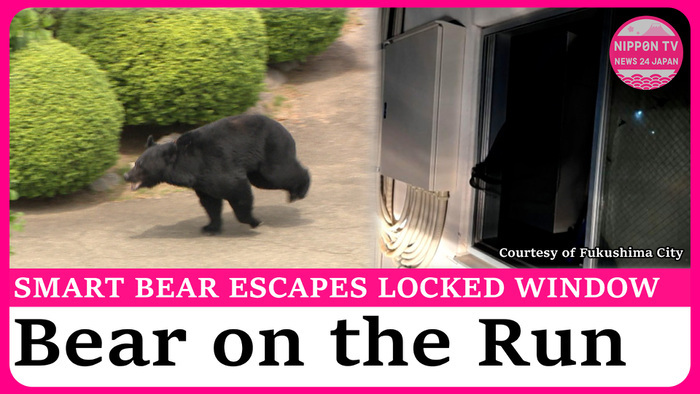 'Intelligent' bear likely unlocked window to escape from Fukushima factory building