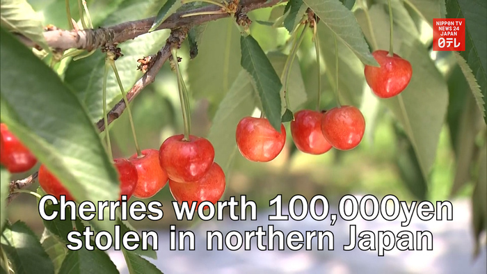 Cherries worth 100,000yen stolen in northern Japan