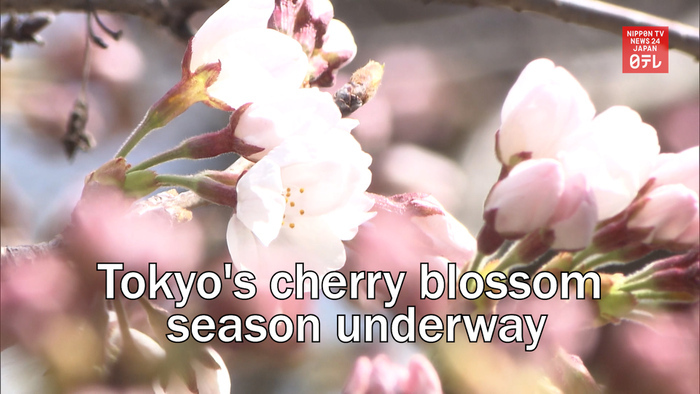 Tokyo's cherry blossom season underway