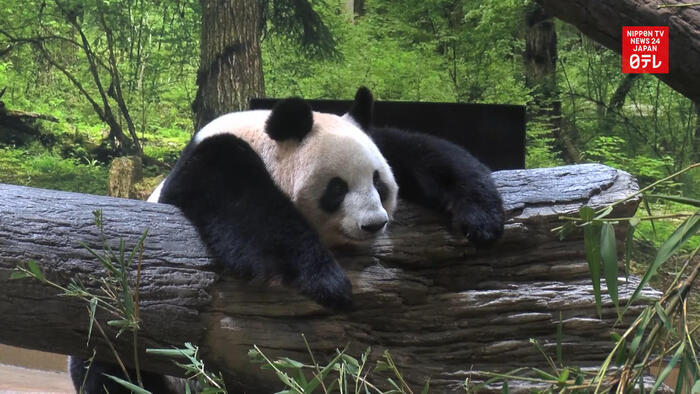 Ueno Zoo opens new panda section