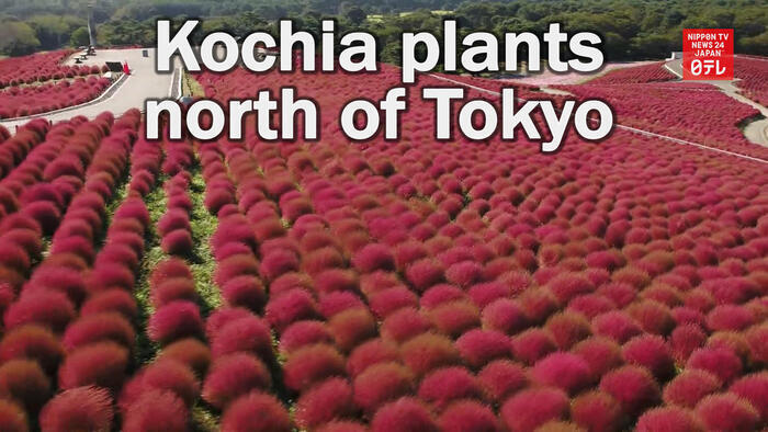 Kochia plants turn red north of Tokyo
