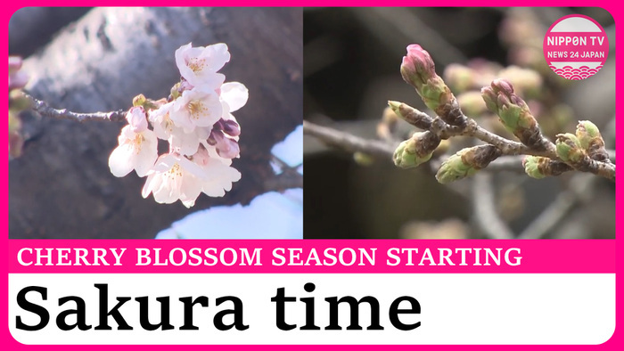 Cherry blossom season to be officially declared in areas across Japan