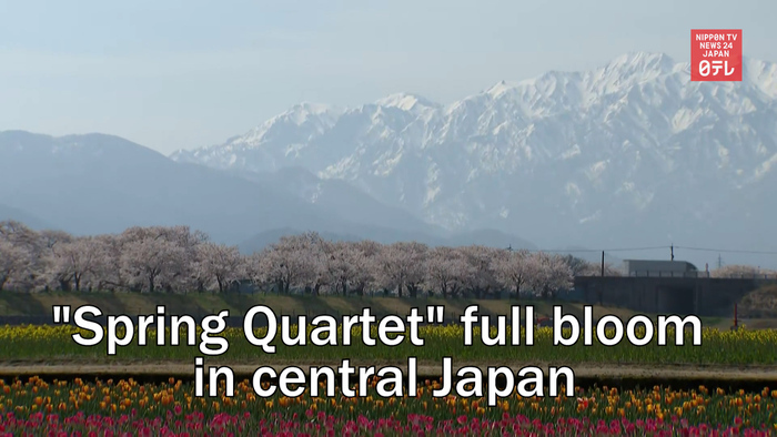 "Spring Quartet" full bloom in central Japan