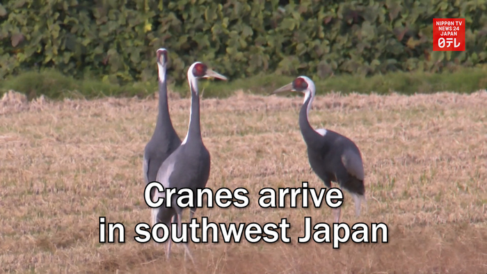 Cranes arrive in southwest Japan