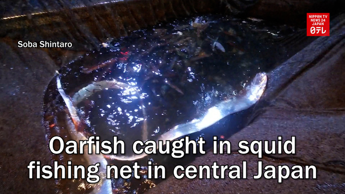 Oarfish caught in squid fishing net in central Japan