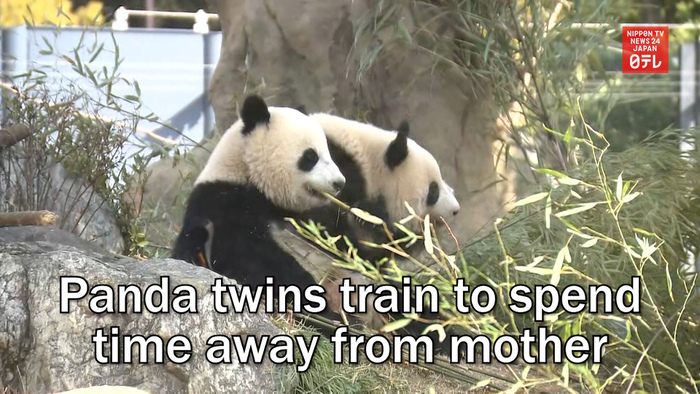 Panda twins train to spend time away from mother