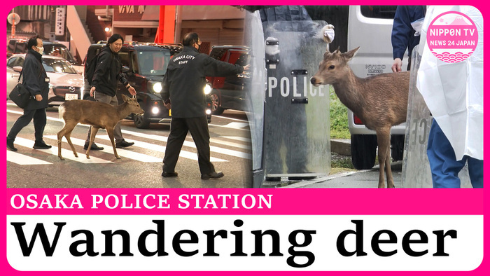 Runaway deer walks into Osaka police station