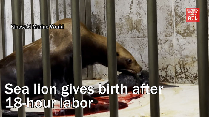 Sea lion gives birth after 18-hour labor in western Japan