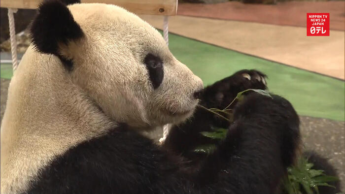 Valentine's Day for father panda