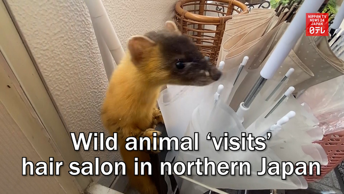 Wild animal 'visits' hair salon in northern Japan
