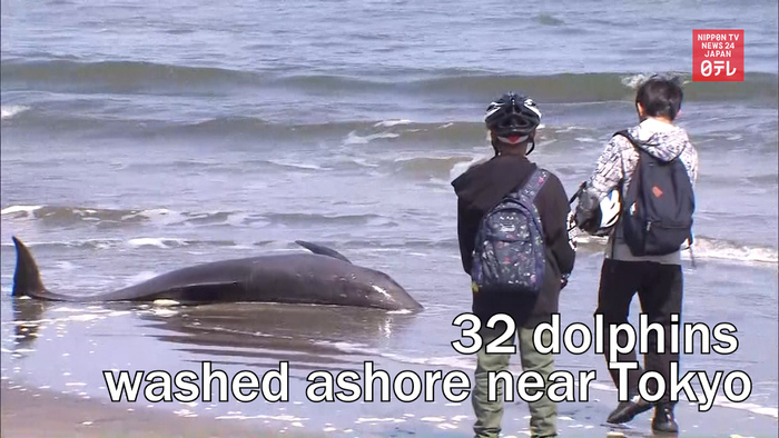 32 dolphins washed ashore near Tokyo