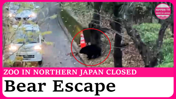 Bear escapes from enclosure at zoo in northern Japan