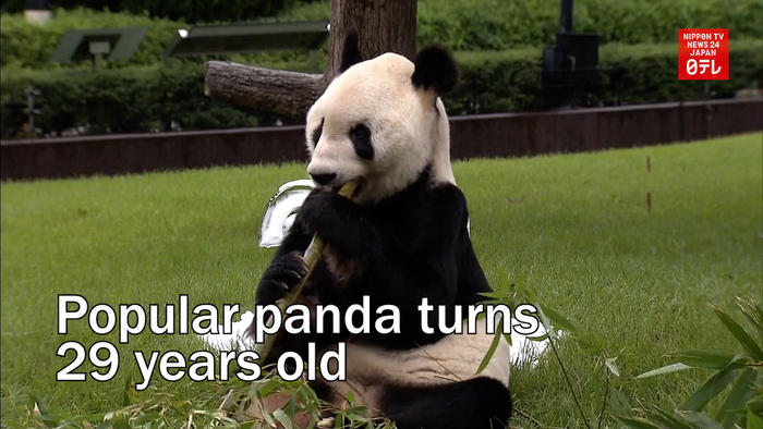 Popular panda turns 29 years old