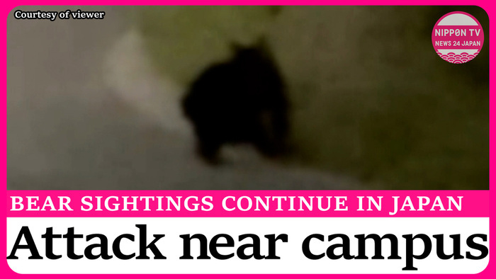 Bear cub spotted in Sapporo residential area, bear attack in Akita