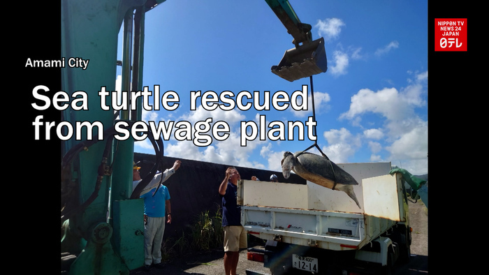Sea turtle rescued from sewage plant