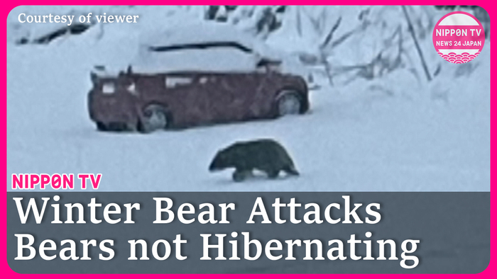 Non-Hibernating Bears: Series of attacks in December