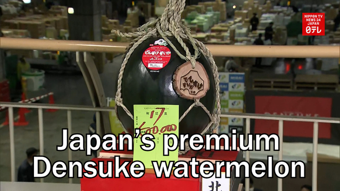 Premium watermelon fetches up to 600,000 yen in season's first auctions