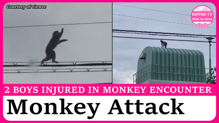 Two boys injured in monkey attack in Himeji as sightings rise