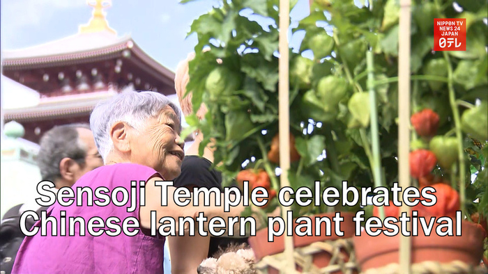 Tokyo's Sensoji Temple celebrates Chinese lantern plant festival