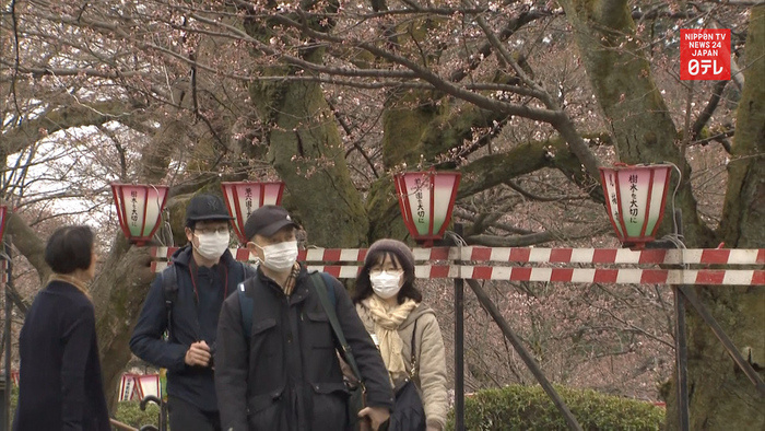 Cherry blossom garden opens to public despite pandemic
