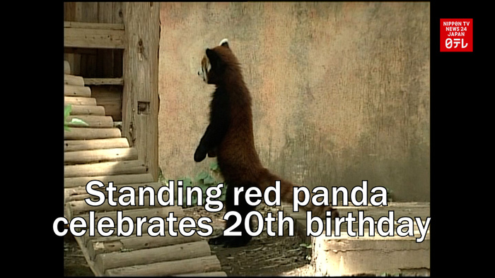 Standing red panda celebrates 20th birthday
