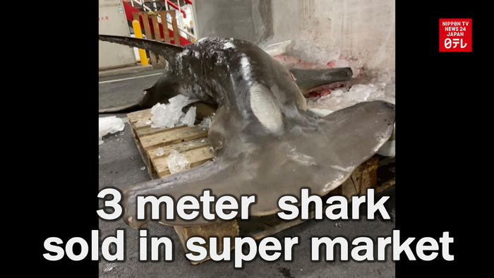 3-meter hammerhead shark sold in super market