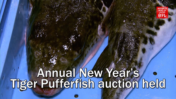 Annual New Year's Tiger Pufferfish auction held in south-western Japan
