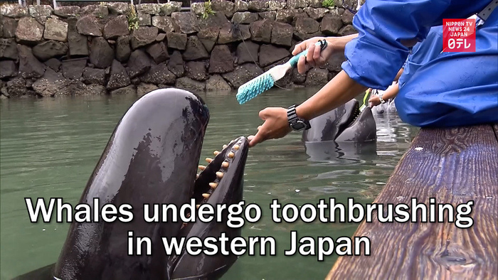Whales undergo toothbrushing in western Japan