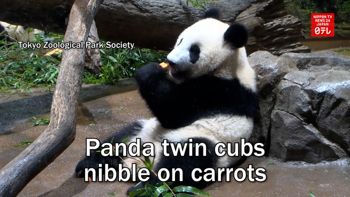 Panda twin cubs nibble on carrots