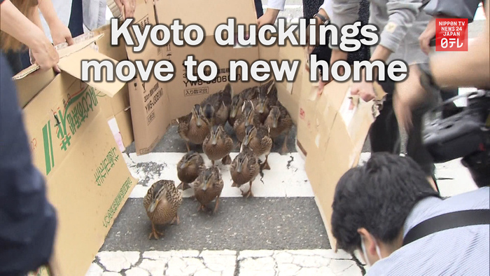 Kyoto ducklings' annual move