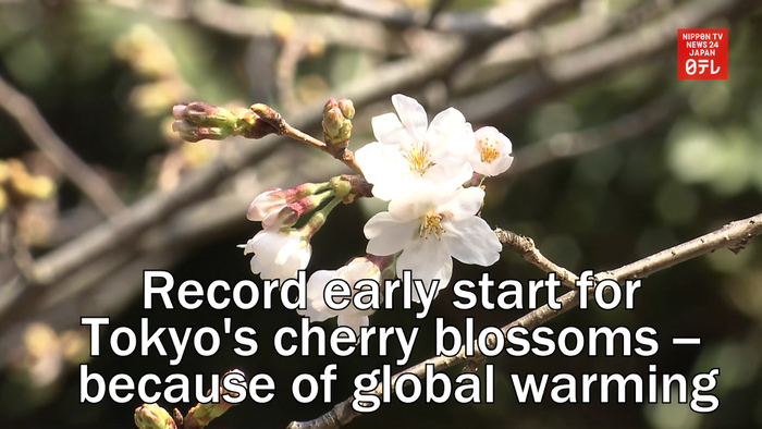 Record early start for Tokyo's cherry blossoms -- because of global warming