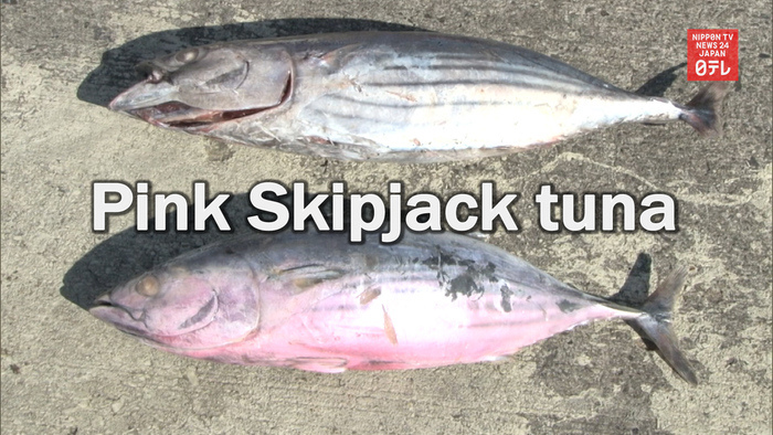 Pink Skipjack tuna surprises fishermen