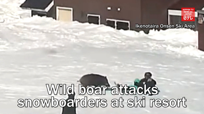 Wild boar attacks snowboarders at ski resort