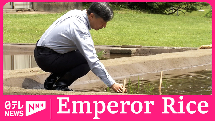 Emperor Naruhito plants rice