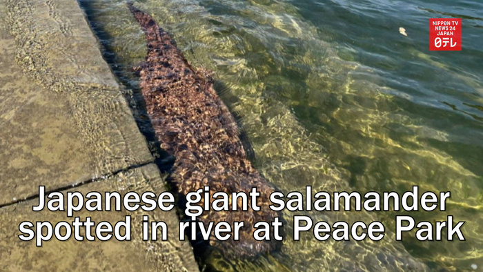 Japanese giant salamander spotted in river at Hiroshima Peace Memorial Park