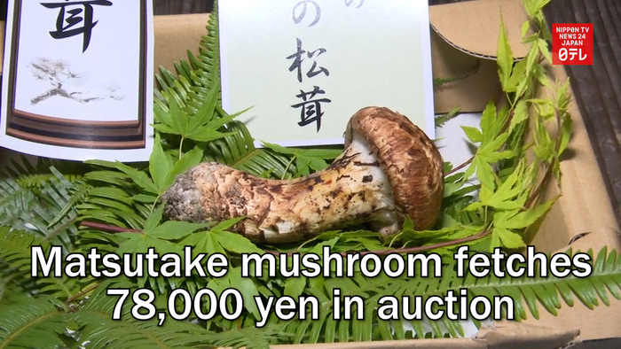 Matsutake mushroom fetches 78,000 yen in auction