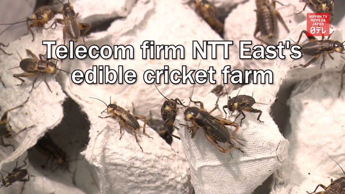 Telecom firm NTT East's edible cricket farm