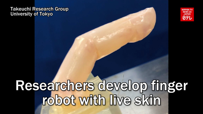 Researchers develop finger robot with live skin