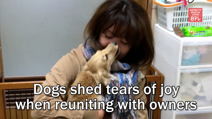 Dogs shed tears of joy when reuniting with owners