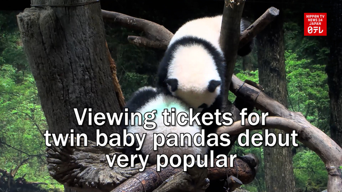 Viewing tickets for twin baby pandas debut very popular
