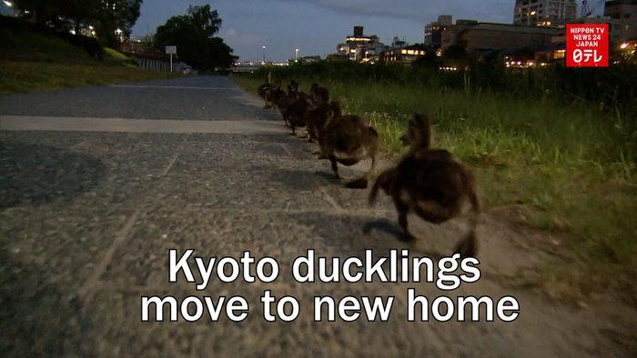 Kyoto ducklings move to new home