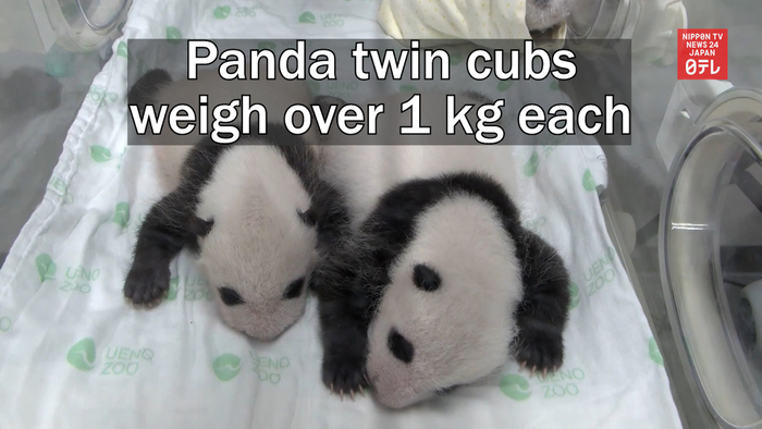 Panda twin cubs weigh over 1 kg each