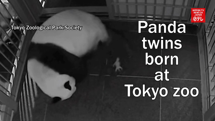 Panda twins born at Tokyo zoo