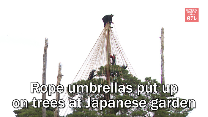 Rope umbrellas put up on trees at Japanese garden
