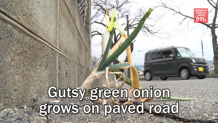 Gutsy green onion grows on paved road