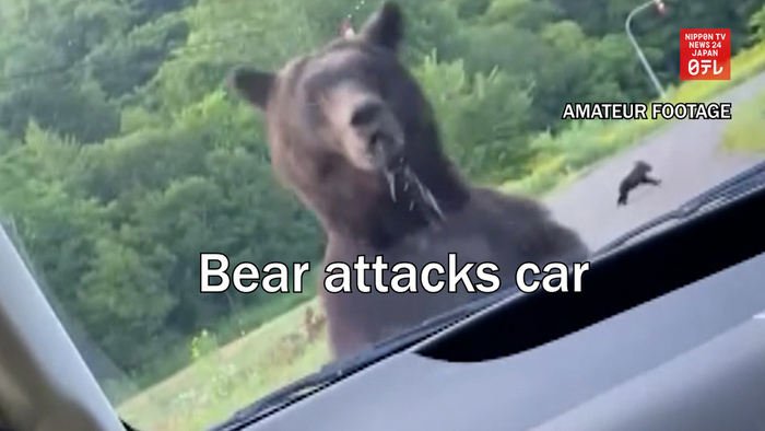 Bear attacks car