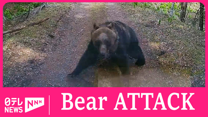 Bear attacks mini truck in Hokkaido