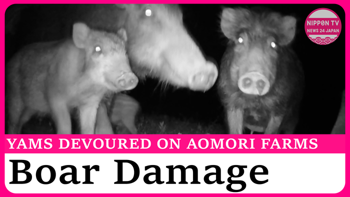 Herds of wild boars ravage farms in Aomori, northern Japan