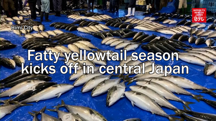 Fatty yellowtail season kicks off in central Japan